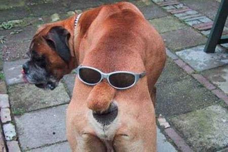 chien